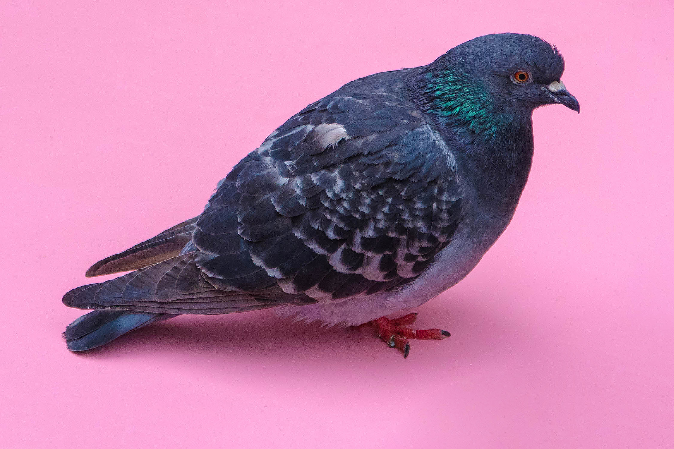 Pigeon